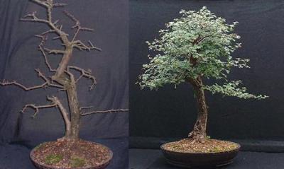 Bonsai, cay canh nghe thuat, cây cảnh nghệ thuật, cay the, cây thế, triển lãm bonsai, trien lam bonsai, triển lãm cây thế, trien lam cay the